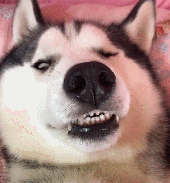 呼噜声|狗子|主人_新浪新闻