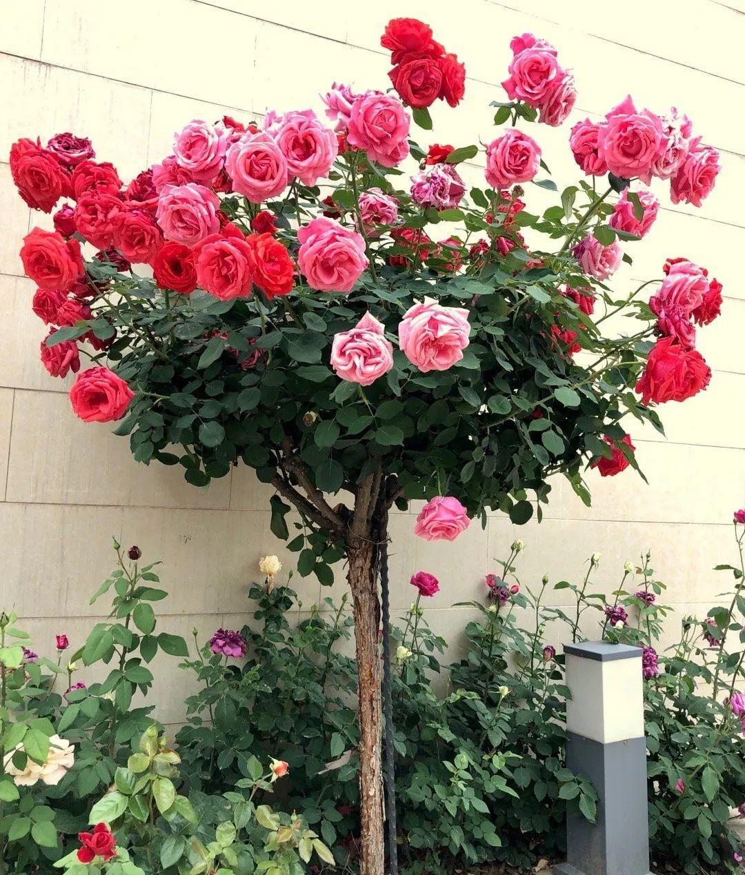 月季大花树,自己也能造,成品老桩上千块!