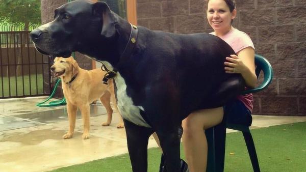 世界上"最大"的狗,女主人为它拒绝男人追求,扬言终身不嫁