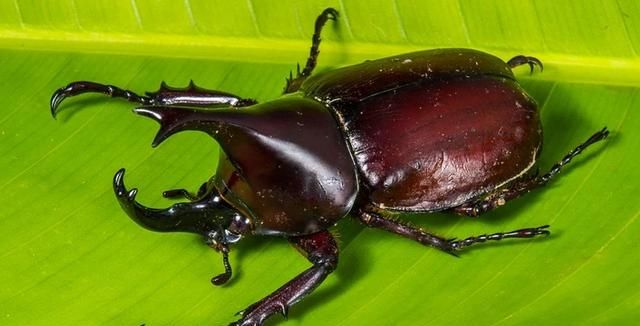 以前农村常见的独角仙,现在只能卖到上百元,有啥用?