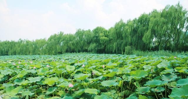 山东最受欢迎的景区，是游客必到景区，享有天下第一泉的美誉