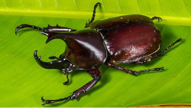 以前农村常见的独角仙现一只能卖到上百元有啥用看完有数了