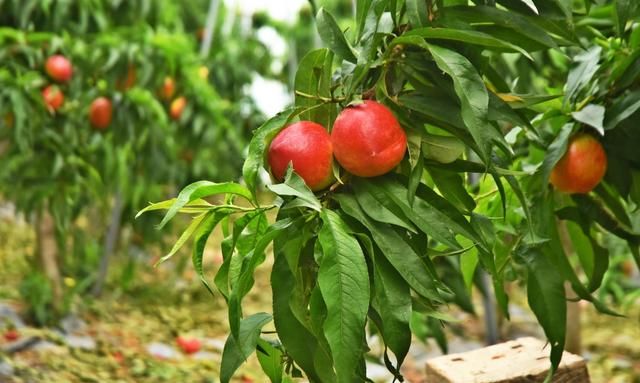 农民发展大棚果树,年收益超10万元,种植模式受年轻人热捧