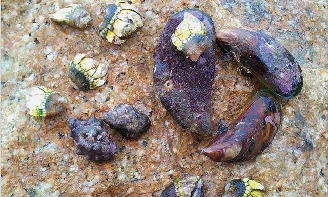 石头缝中的一种"丑"海鲜,以前人们不喜欢,如今成了抢手货