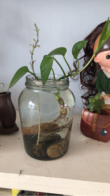 夏天绿萝老黄叶,不如薅出来塞水里,分分钟长出好几米!