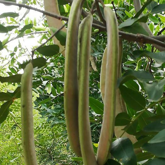 你用过皂角洗衣服吗自己在家也能种天然安全不伤皮肤