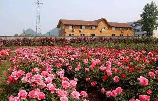 杭州的浪漫玫瑰园,花香醉人,5月正处盛放期,距市区1.5小时车程