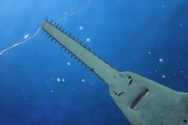 地球上10大海底活化石有些与恐龙同时代却能一直活到现在