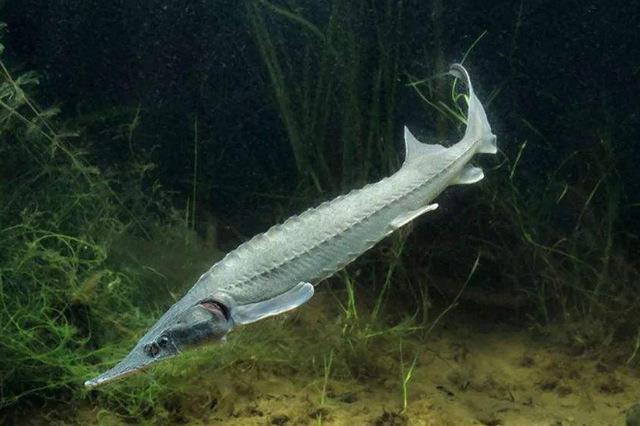 地球上10大海底活化石,有些与恐龙同时代却能一直活到现在