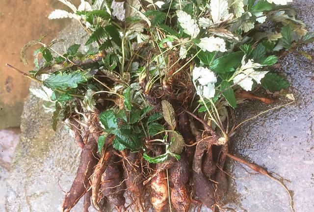 野外一种"小鸡腿",剥皮就能吃,小时候挖了当零食