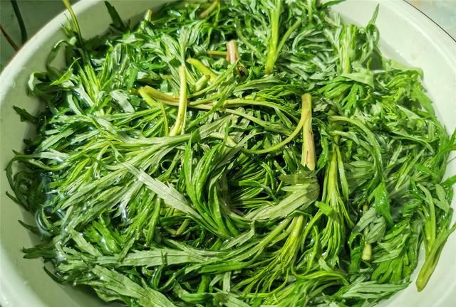 5月,这个野菜在东北非常受欢迎,清香清脆,天热吃它不上火|柳蒿芽|野菜