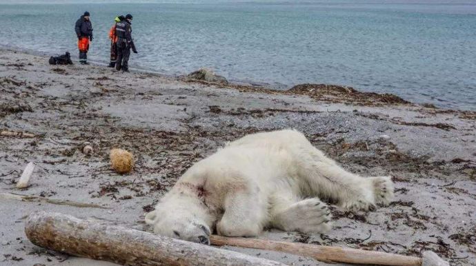 海滩惊现"巨型"生物,专家:本不该出现在这里的,人类得警醒了