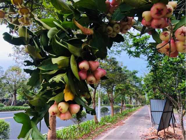 这季节海南路边果树都熟了,行人纷纷驻足采摘