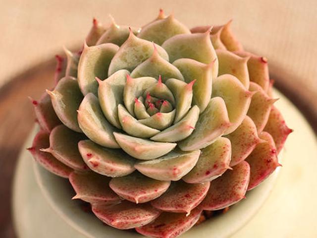 多肉里也有玛格丽特生长季节给足水分很快养成多头老桩