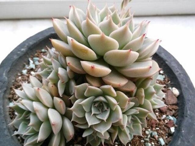 多肉里也有玛格丽特生长季节给足水分很快养成多头老桩