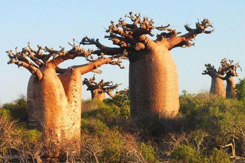 非洲瓶子树能储存2吨水为何我国不引进做沙漠绿化植物