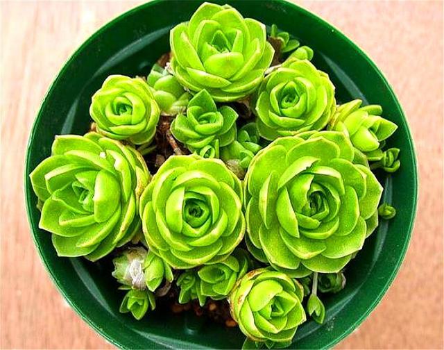 多肉中的"袖珍玫瑰",越冬容易,度夏简单,新手也能养爆盆