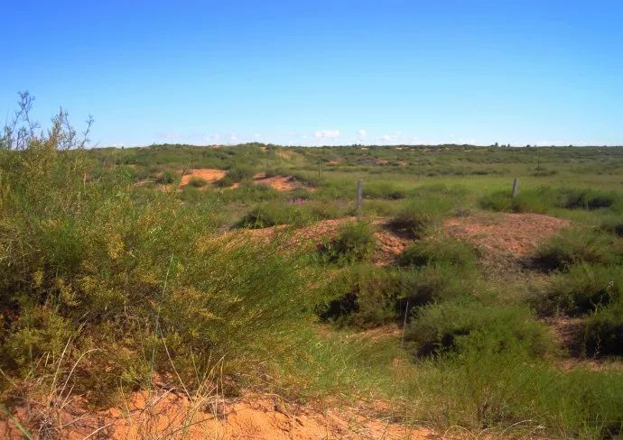 治沙英雄成元凶榆林市沙蒿保存面积达3285万亩