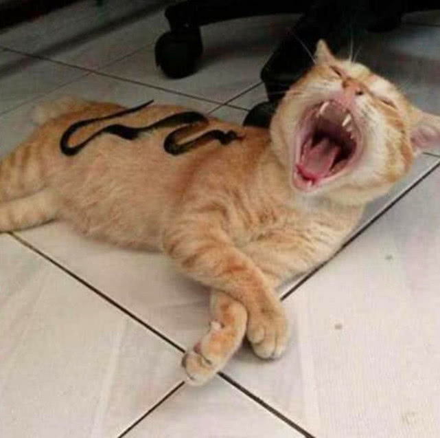 橘猫在睡午觉,突然发现身体被东西压着,醒来一看直接炸毛了!