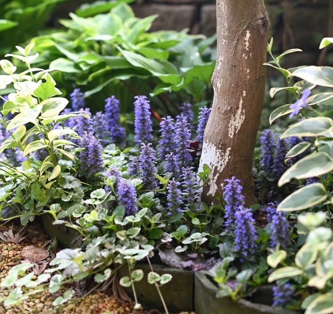 最后的小清新来啦,柳叶星河花,一听这名字就陶醉了,养花时间这么久