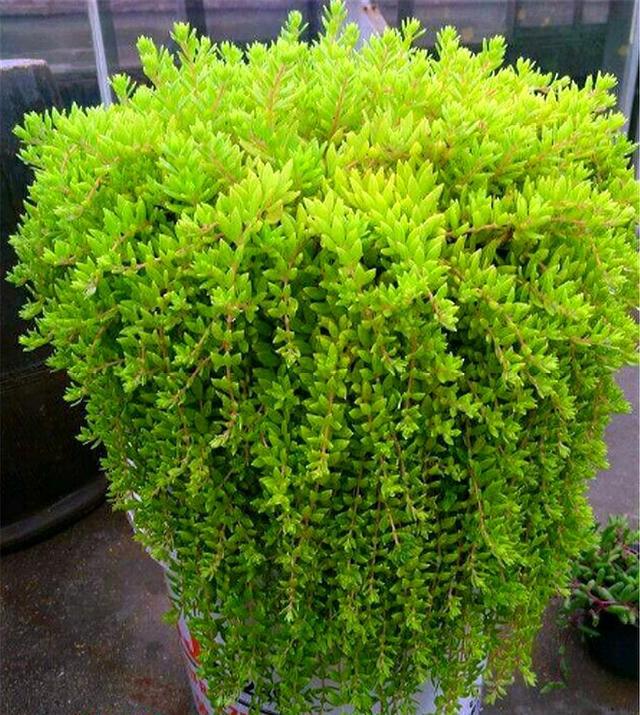 建议:栽种垂盆草的时候,我们可以把它的老根直接去掉,用垂盆草单独的