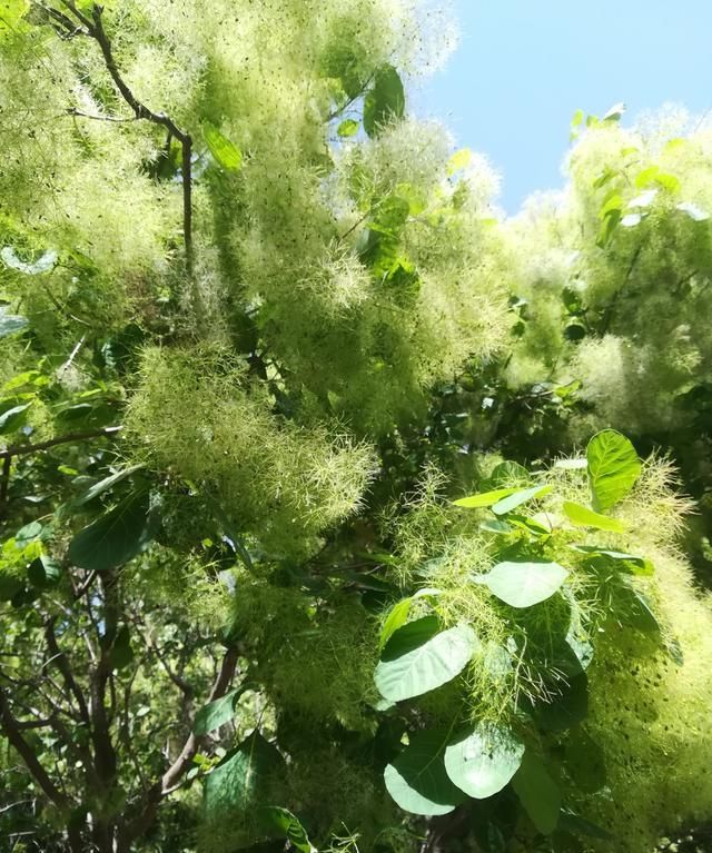 从实用主义的角度上说,没有可供人类食用的滋味鲜美果实的黄栌,能引起