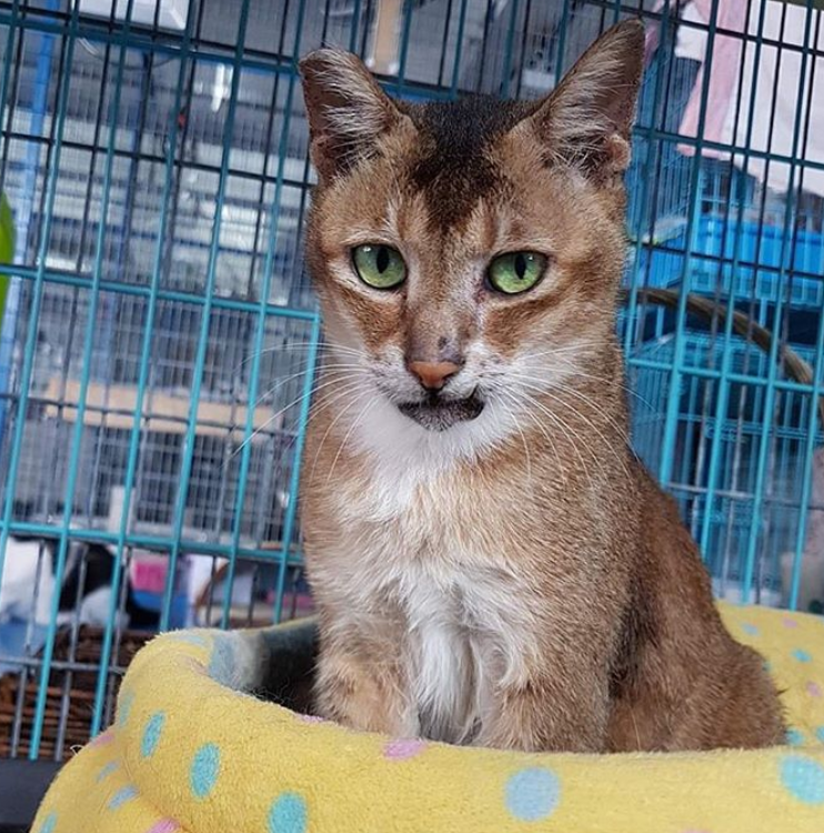 长太丑没人要,猫咪生病被割去双耳,却因祸得福找到新家