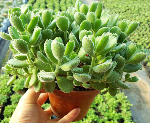 多肉植物熊童子叶子干瘪?做好这件事,长成胖娃娃