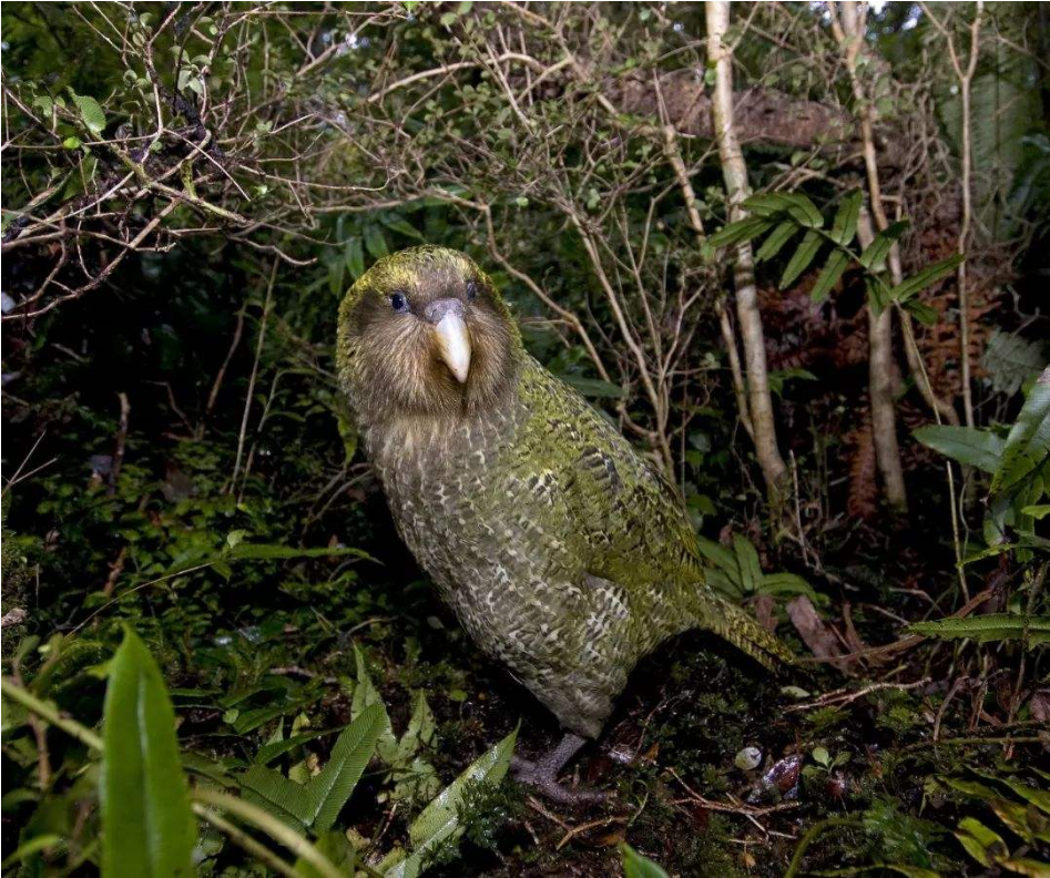 在新西兰经常会捡到的一种鸟有翅膀却不会飞总是从树上摔下来