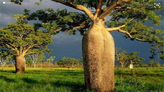 这种植物长相奇特,能够储存大量的水,在旱季时还能供人使用|瓶子树