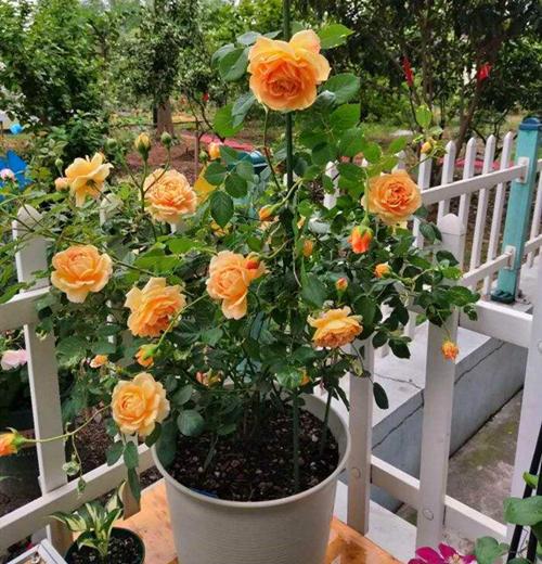 果汁月季开花养在阳台全是花花量大不容易生虫