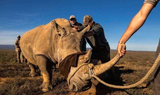 8吨重大象大战犀牛,场面壮观难得一见,镜头拍下全过程