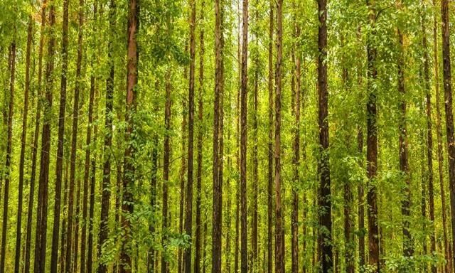 从澳大利亚引进130年后,桉树在中国何去何从?