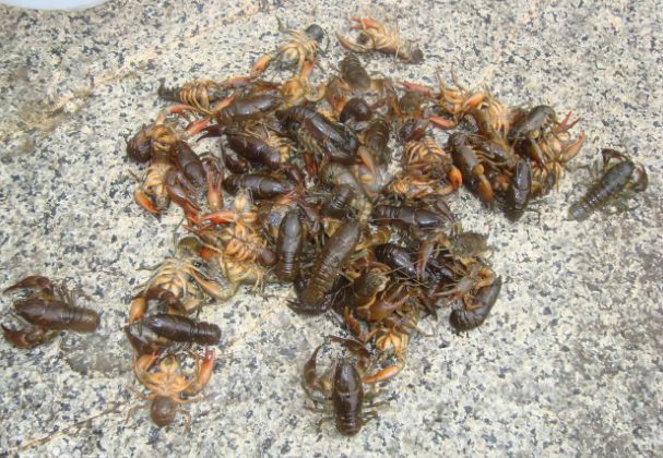 关于蝲蛄的吃法最出名的应该是"蝲蛄豆腐",《辽阳志》蝲蛄"形颇似虾而