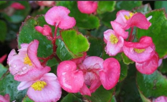 大家可以试着自己繁殖几盆漂亮的玻璃海棠观赏或者赠送给喜欢养花的