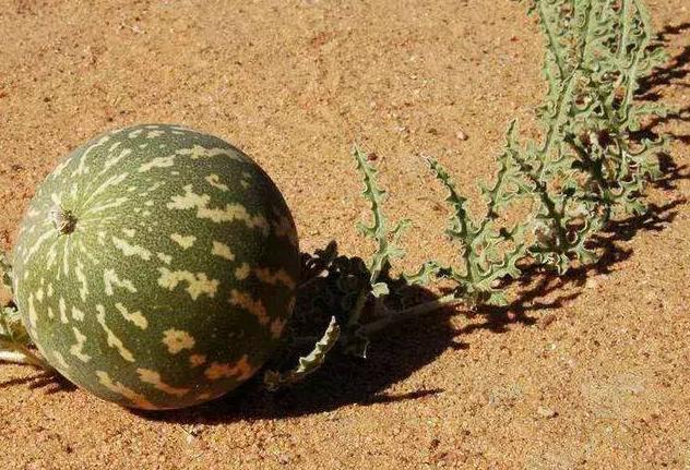 世界上最毒的"西瓜",外出旅游见到不要摘,看完你就懂了