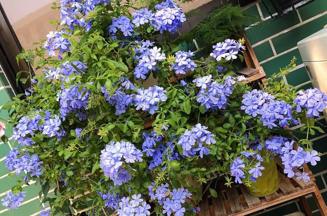 家养蓝雪花不开花,注意浇水和光照,稍稍修剪花苞自然冒出来|蓝雪|花苞