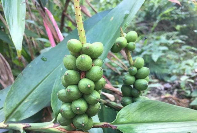 这一野果可在树林下种植,一摘就是上百斤|益智果|野果|树林_新浪新闻