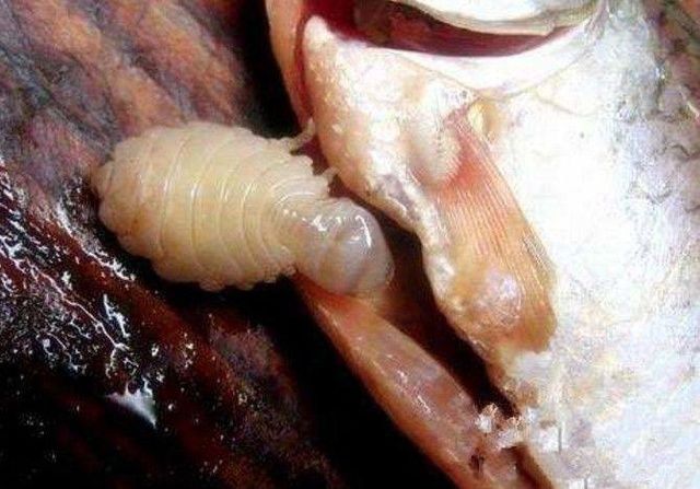 鱼|虱|寄生虫_新浪新闻