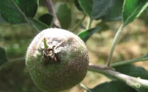 专家解读目前冻害后苹果有哪些后遗症补救措施来了