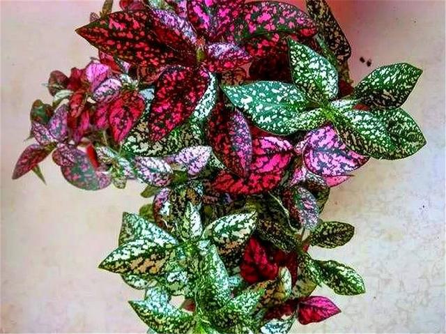 最独特的观叶植物比玫瑰浪漫比吊兰好养叶片七彩颜值高