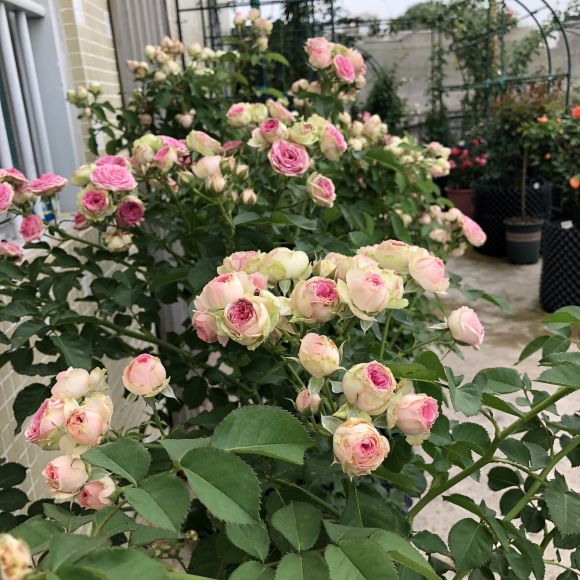 有一种月季,名叫"火龙果",真想切开吃了!