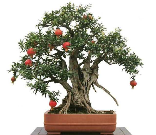 花草好看盆景美观一根石榴小枝养成精美大盆景