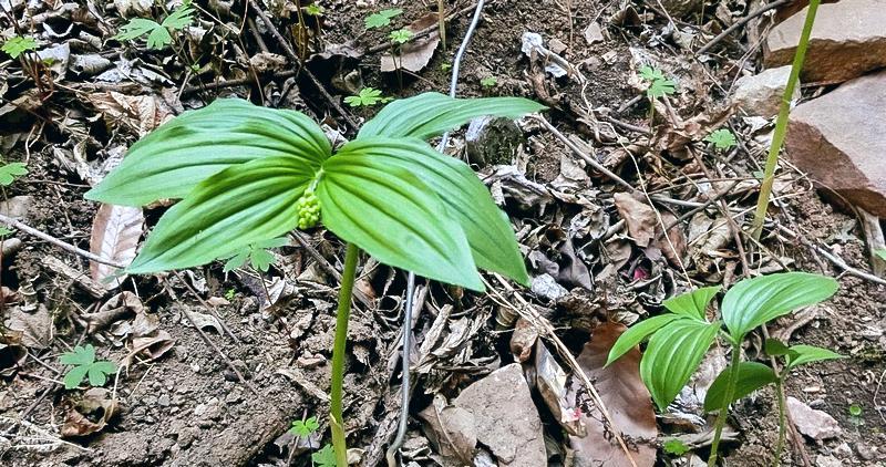 因为有一种植物的嫩芽鱼山糜子形似双胞胎,不过却全株含毒,误食出现会