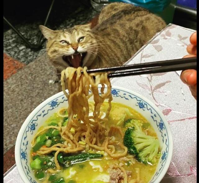 网友刚要吃面,一旁的猫咪也在张嘴:我嘴张的这么大,你还不喂?