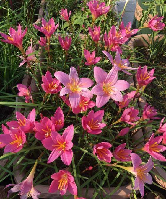 夏天风雨中,盛开的花精灵,风雨兰这样养,个个开花都精彩