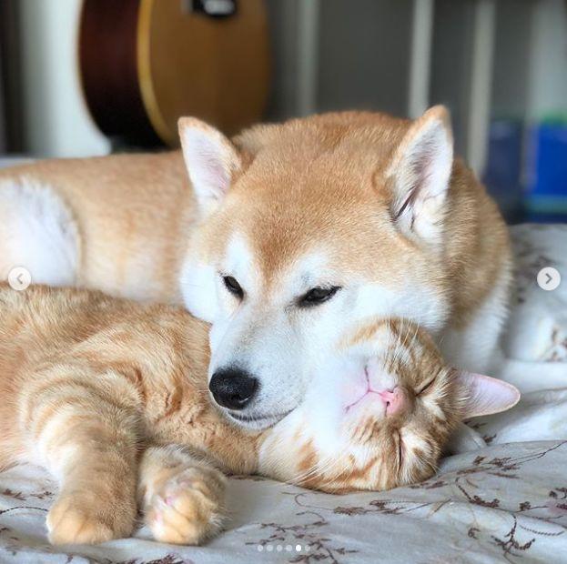 日本一柴犬以为自己是只猫,每天和猫呆一起后,画风变成了这样