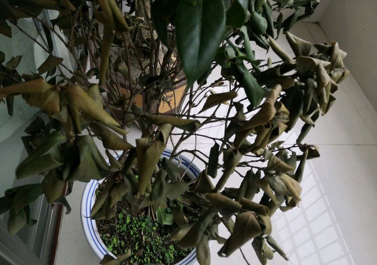 看到茶花叶片真是一言难尽