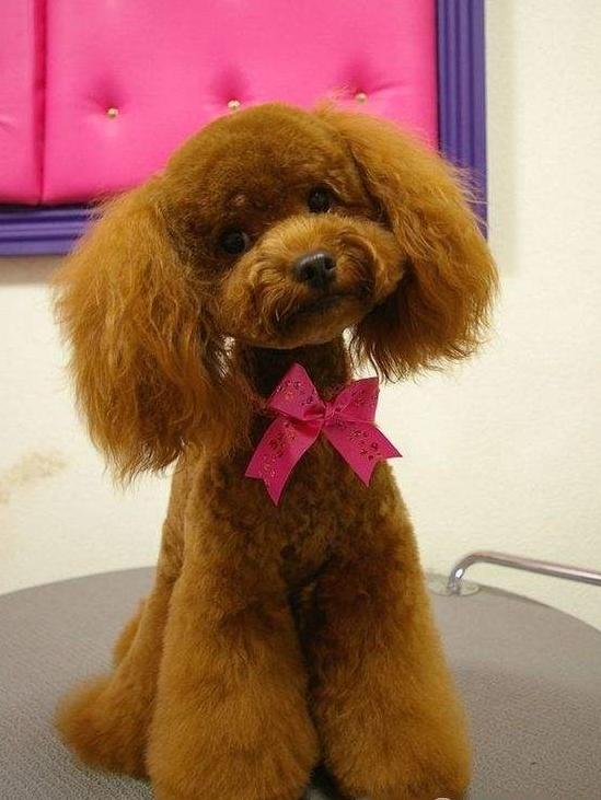 第一次养贵宾犬,养公的还是母的好?除性别外,它们还有这些区别