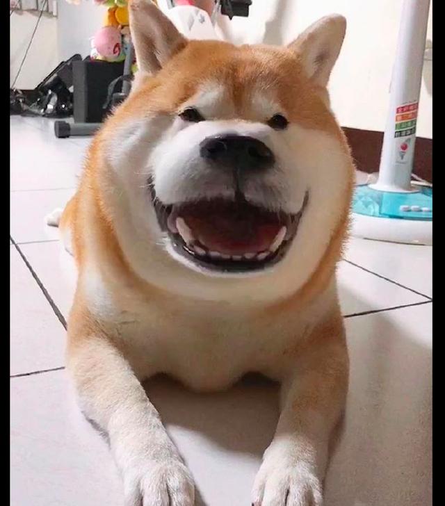 网友用视频特效拍狗狗它的鼻子嘴巴瞬间变大不自觉的跟着笑